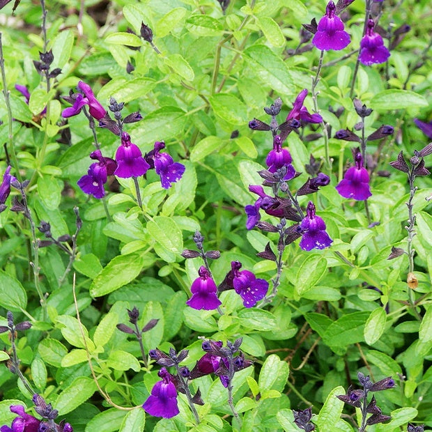 Salie 'Violette de Loire' - Salvia jamensis Violette de Loire ® Barsal - Bakker