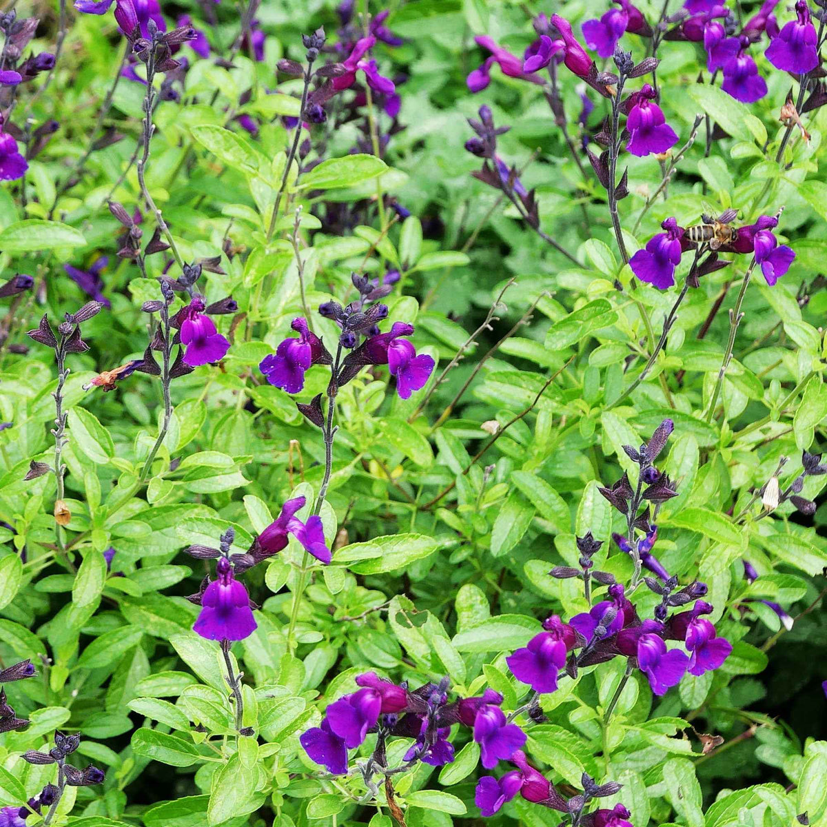 Salie 'Violette de Loire' - Bakker