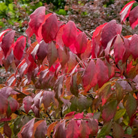 Alatus Kardinaalsmuts - Euonymus alatus - Bakker
