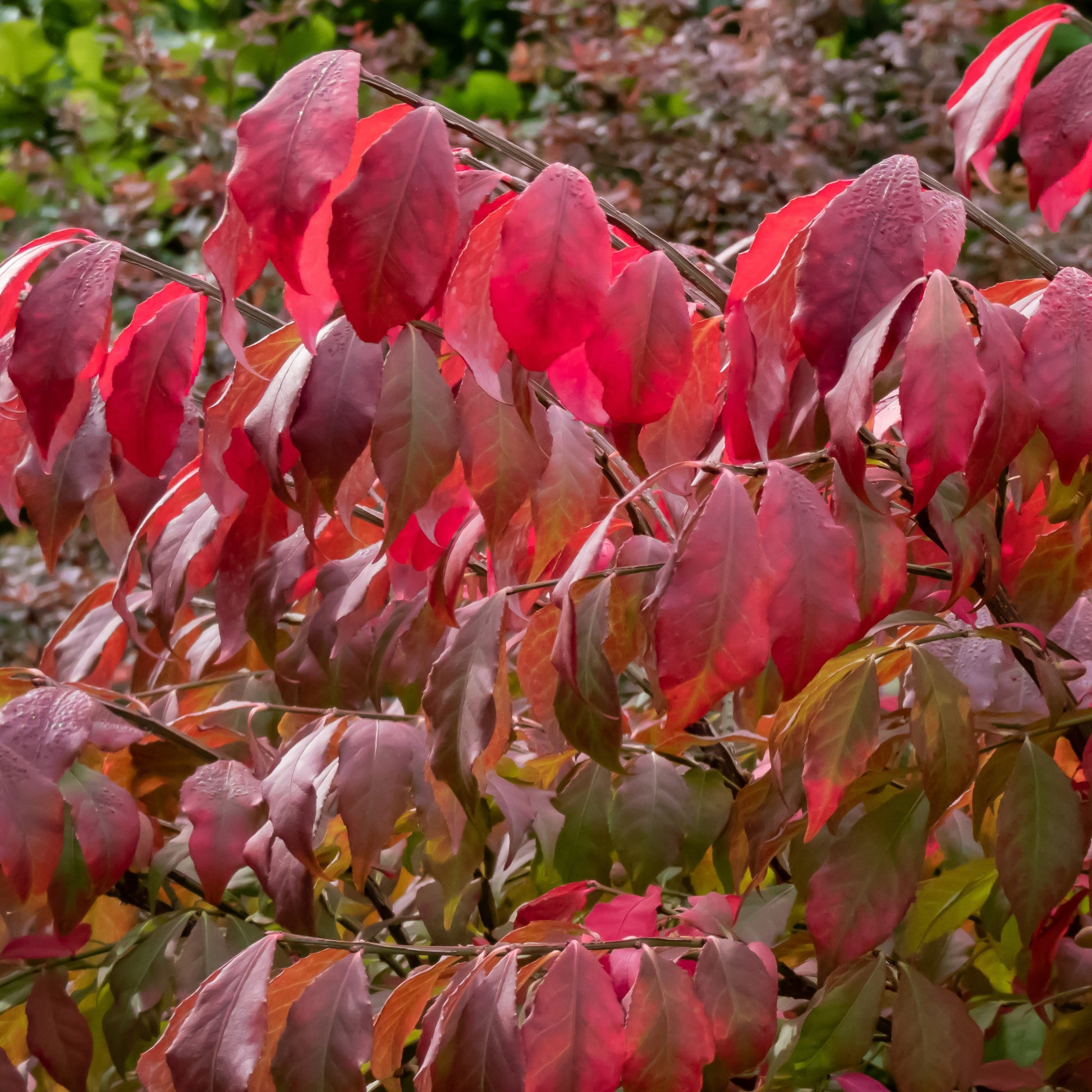 Kardinaalsmuts - Euonymus alatus - Heesters en vaste planten