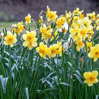 Maanden Narcissen collectie (x30) - Narcissus 'Fortune', 'Rijnveld Early Sensation', 'Actaea' - Bakker