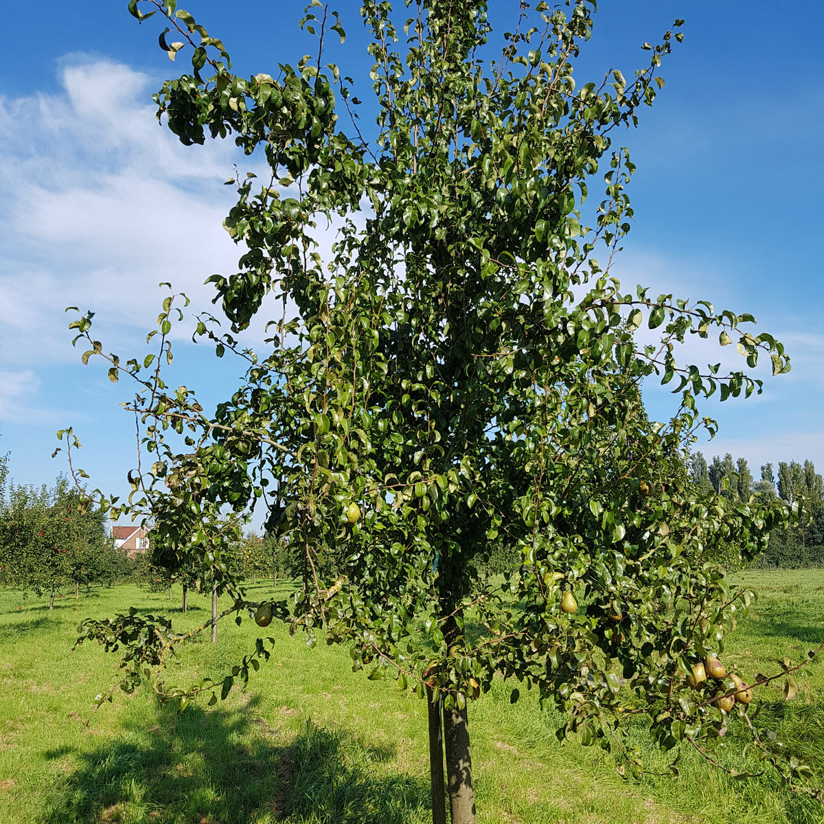 Pyrus communis Beurré Hardy - Perenboom 'Beurré Hardy' - Perenbomen