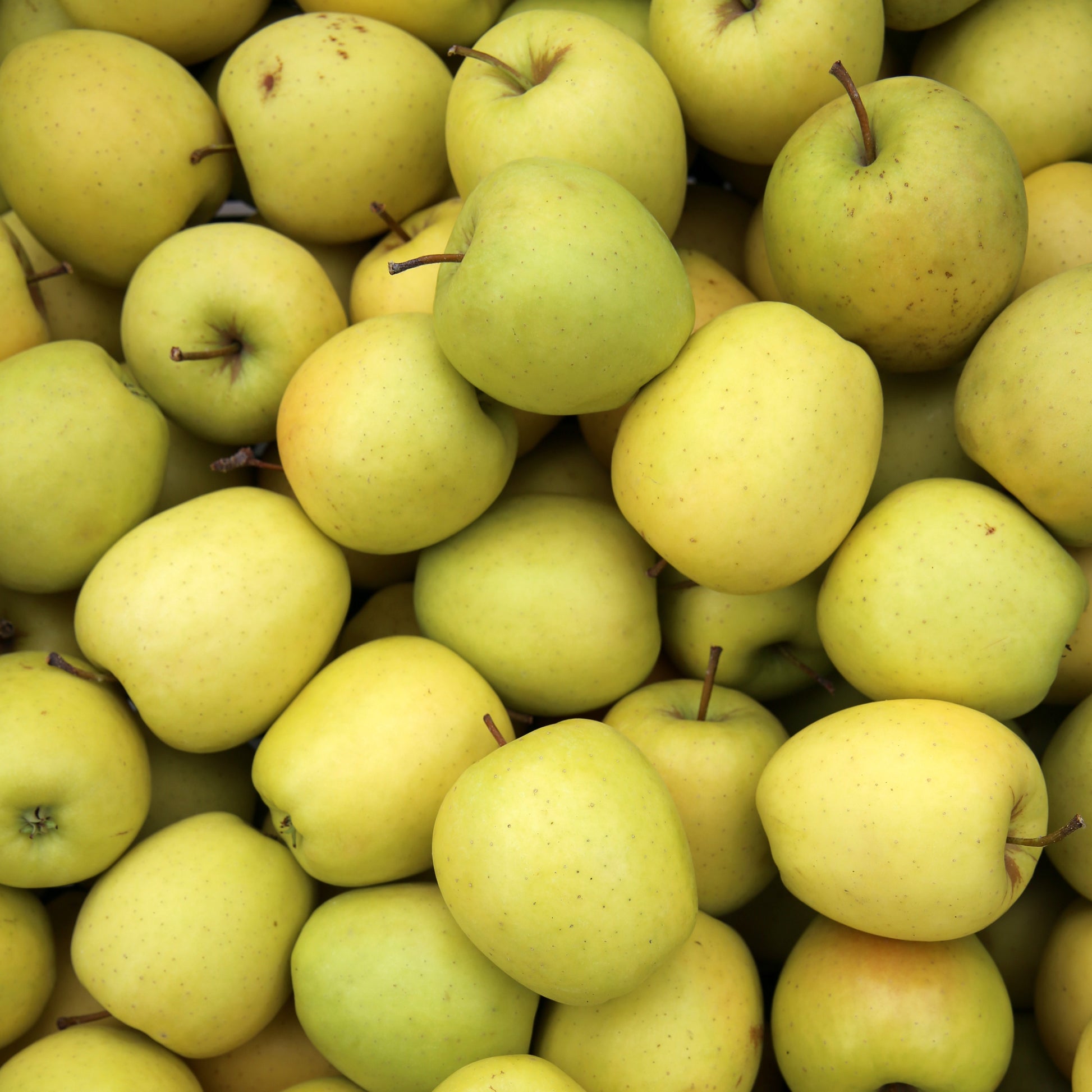 Appelboom 'Golden Delicious' - Malus domestica Golden Delicious - Fruit
