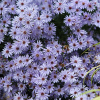 Herfstaster (x3) - Aster wood's light blue - Tuinplanten