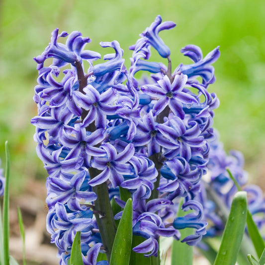 Hyacinthen 'Rembrandt' (x5) - Bakker