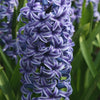 Hyacinthen 'Rembrandt' (x5) - Hyacinthus orientalis rembrandt ® - Voorjaarsbloeiers