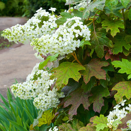 Eikenbladhortensia - Bakker