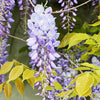 Blauwe regen - op stam - Wisteria sinensis - Plantsoort