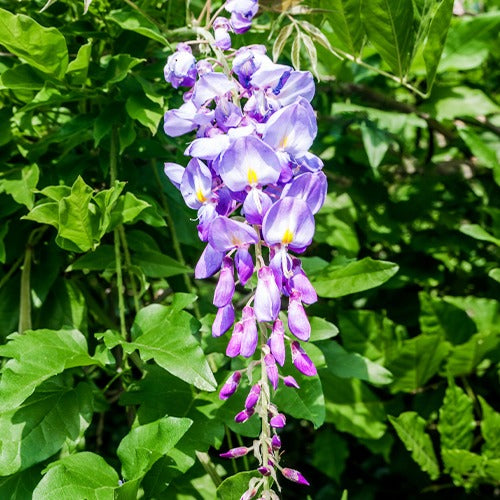 Wisteria - Blauwe regen - op stam - Wisteria sinensis