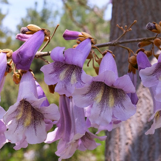 Keizerboom - Paulownia tomentosa - Heesters en vaste planten