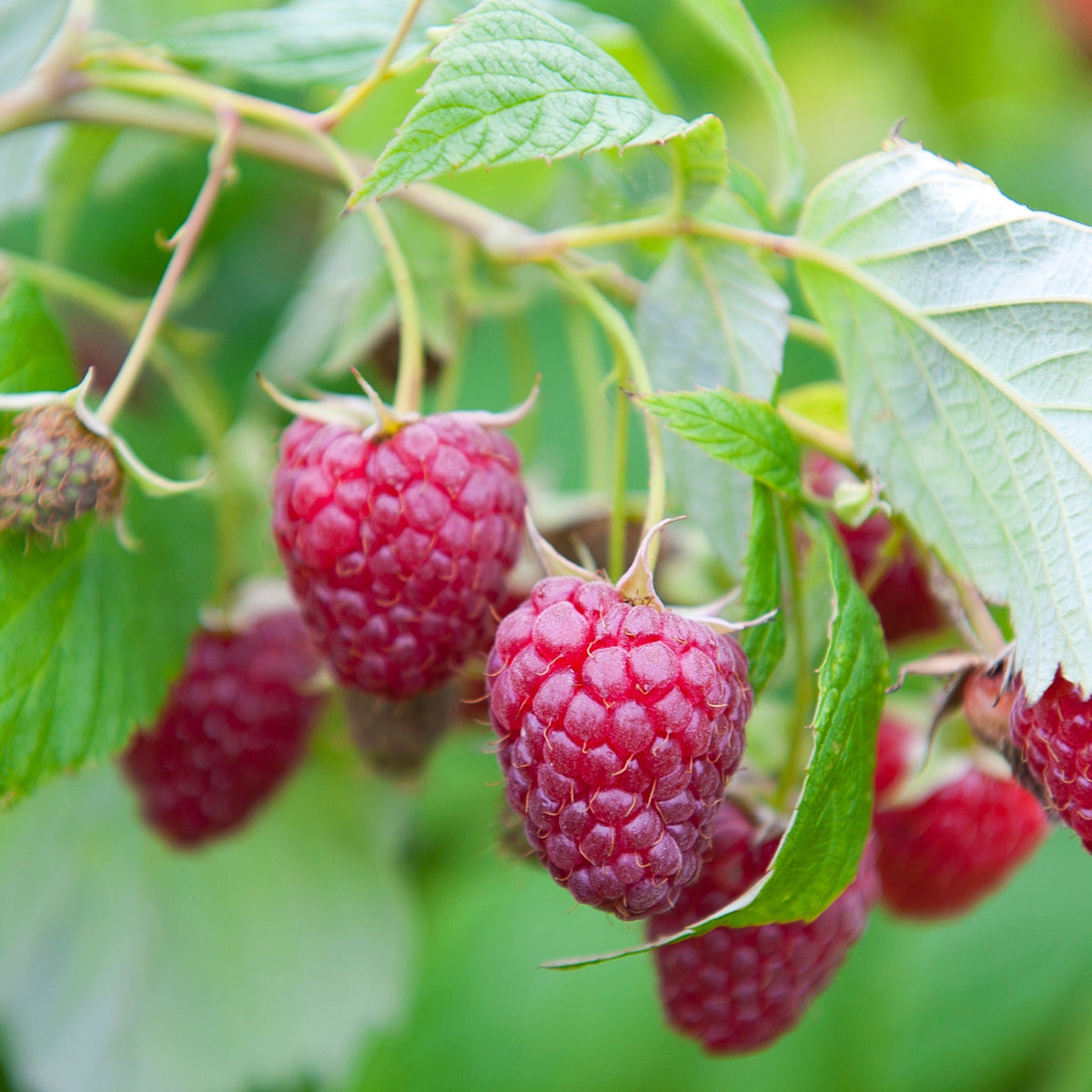 Rubus idaeus Sumo 2 - Framboos 'Sumo 2' (x2) - Frambooos