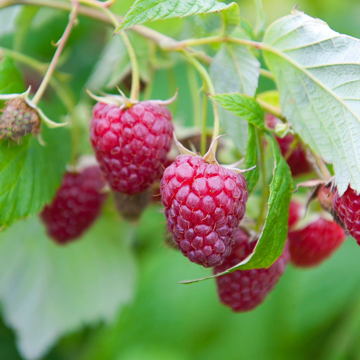 Framboos Collectie: Marastar, Fallgold, Sumo - Rubus idaeus Marastar ®, Sumo 2, Fallgold - Bakker