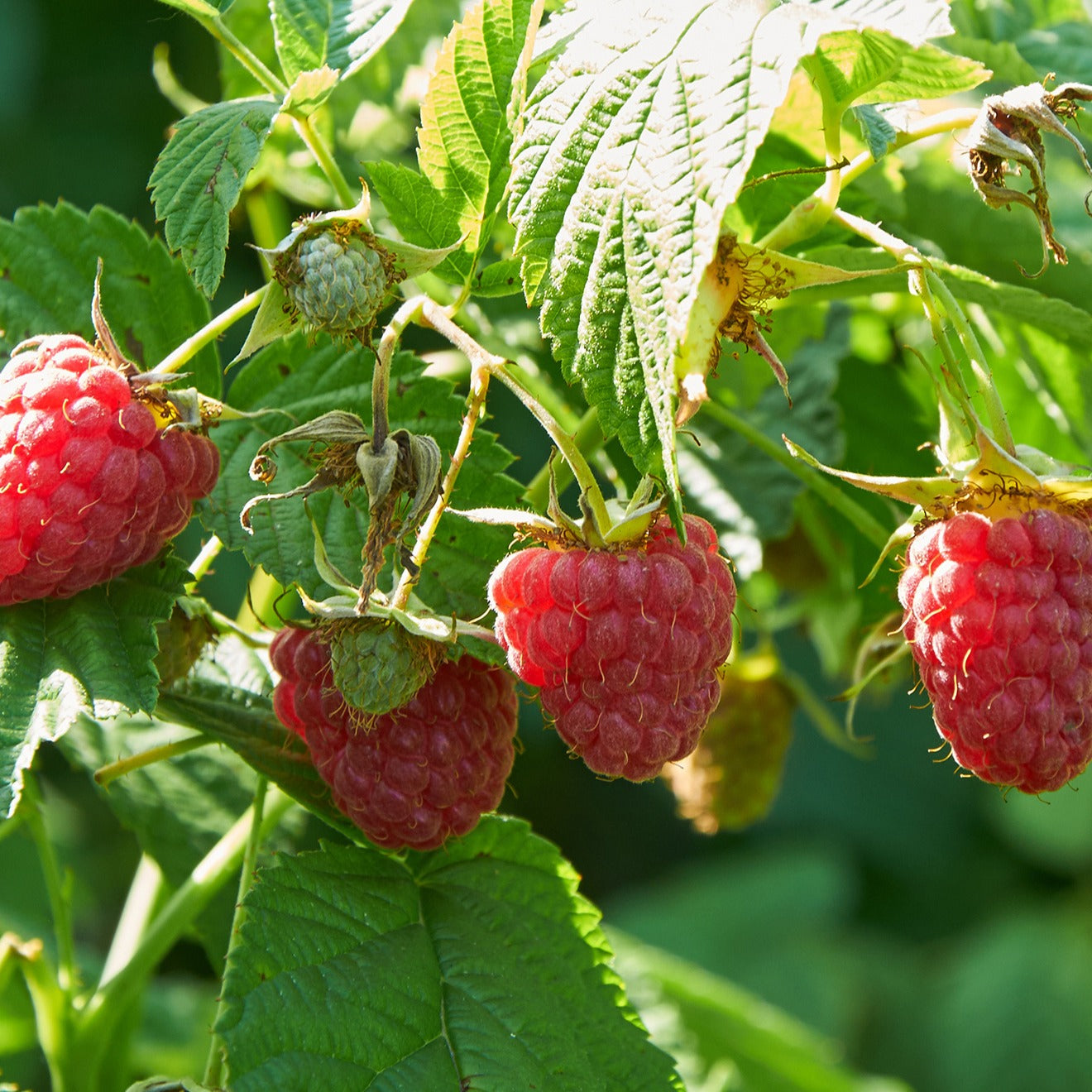 Framboos 'Marastar'® + 'Fallgold' (x6) - Rubus idaeus marastar ®, sumo 2, fallgold - Fruit