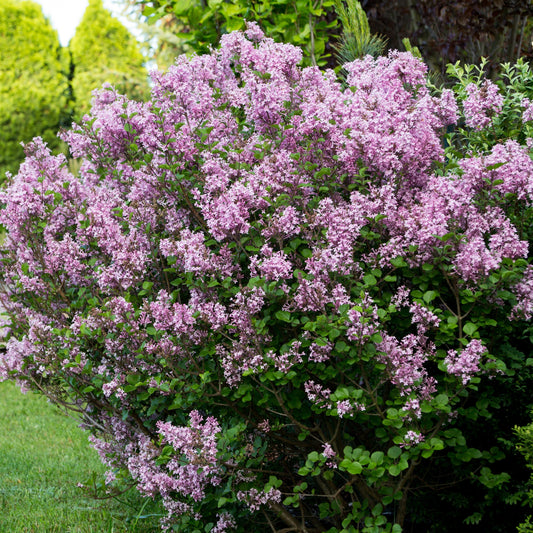 Sering 'Prince Charming' - Syringa microphylla prince charming - Heesters en vaste planten