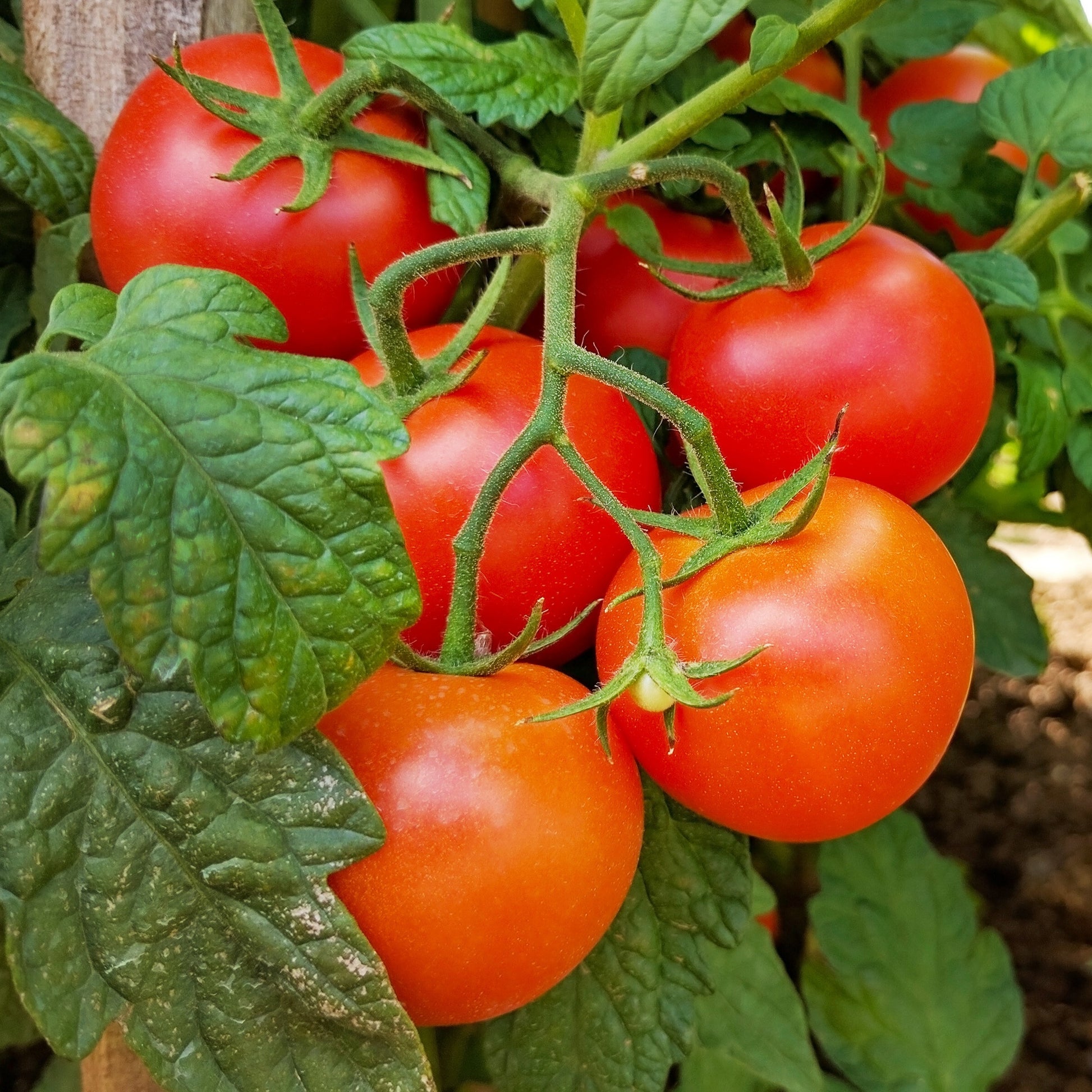 Trostomaat 'Premio F1' - Solanum lycopersicum premio f1 - Moestuin