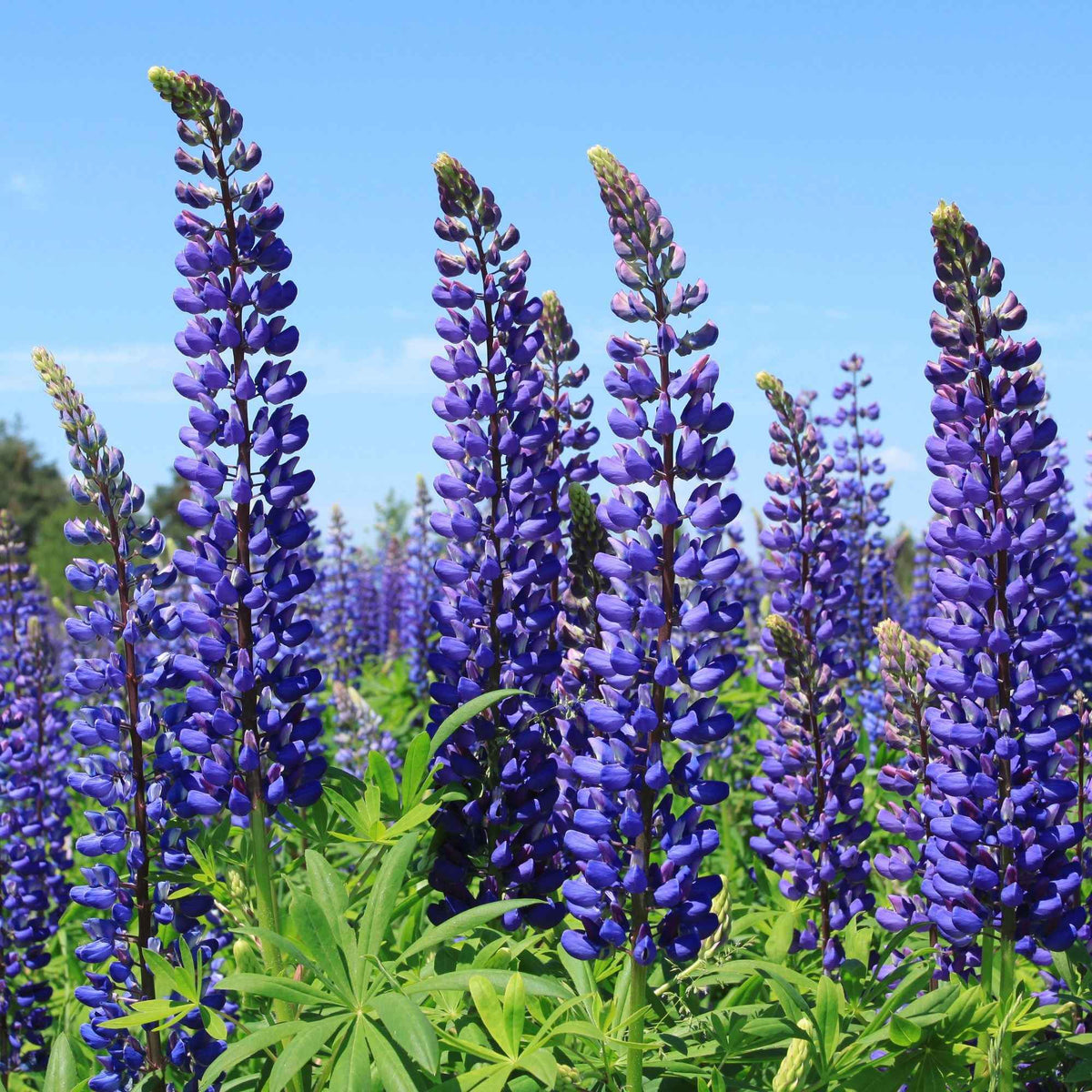 Lupine - blauw (x3) - Lupinus Russell blue - Bakker