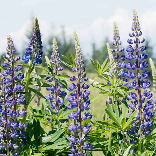 Lupine - blauw (x3) - Lupinus - Heesters en vaste planten