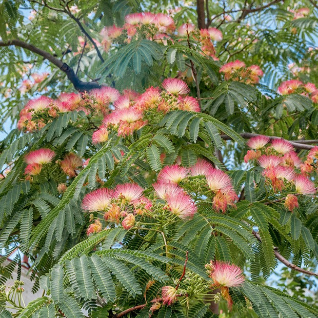 Perzische slaapboom 'Rosea' - Bakker