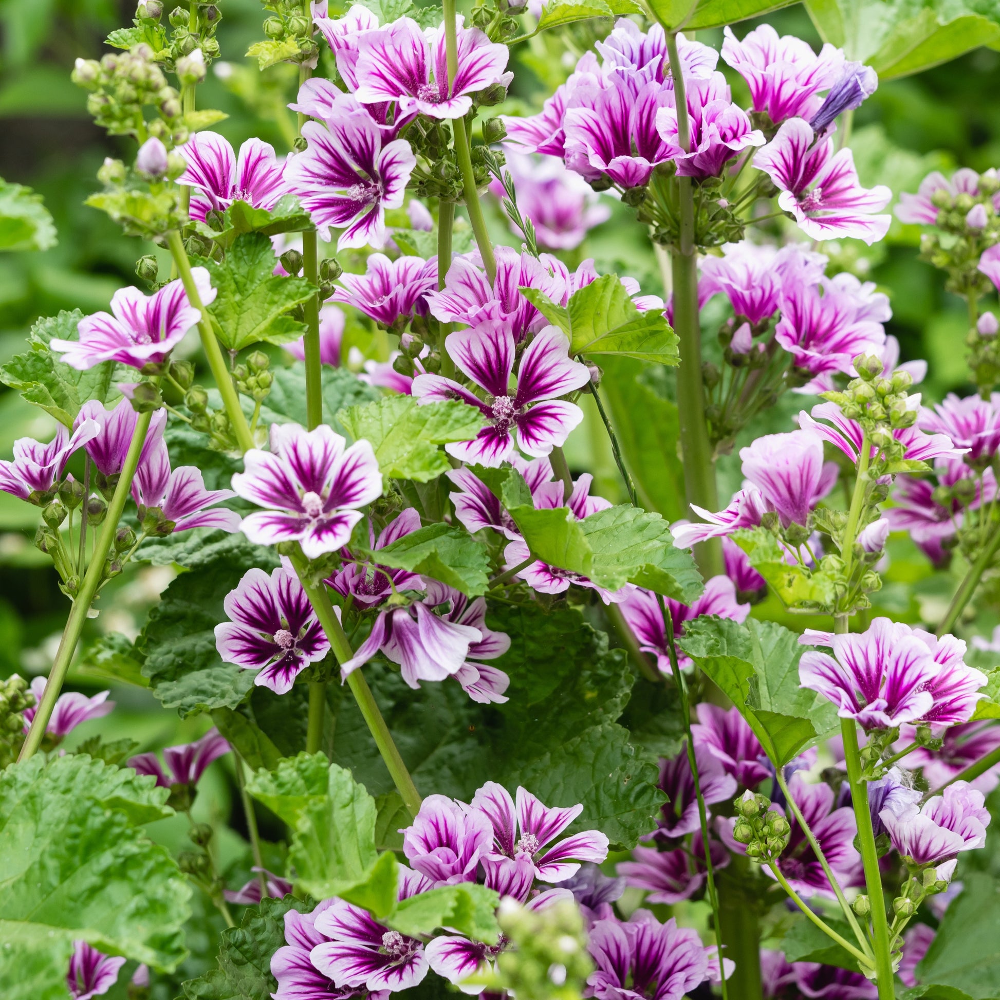 Groot kaasjeskruid 'Zebrina' (x2) - Malva sylvestris zebrina - Tuinplanten