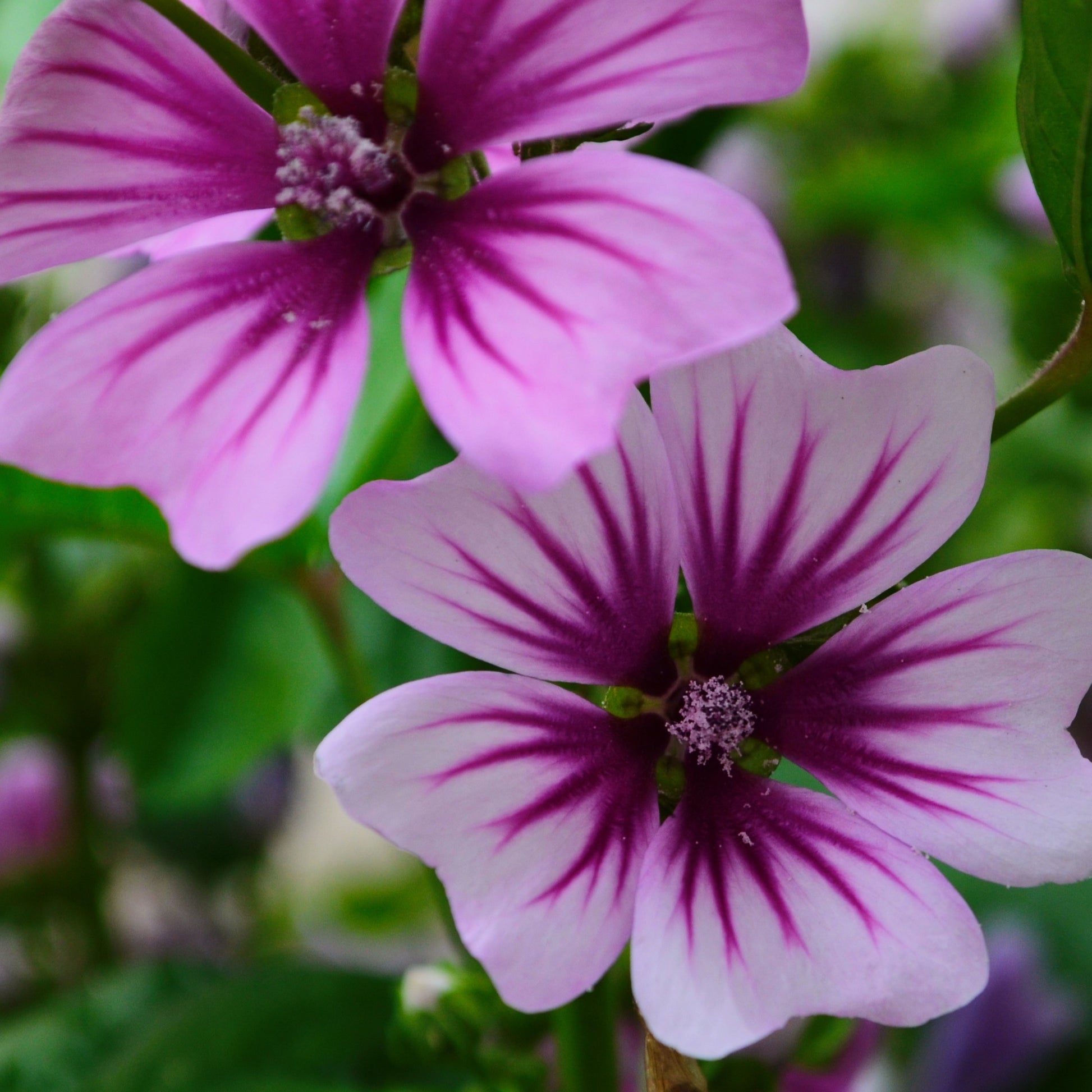 Groot kaasjeskruid 'Zebrina' (x2) - Malva sylvestris zebrina - Heesters en vaste planten