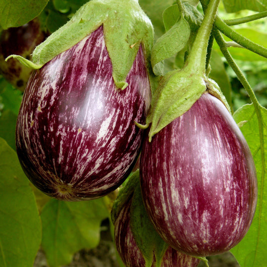 Aubergine 'Rania' - Solanum melongena rania - Moestuin