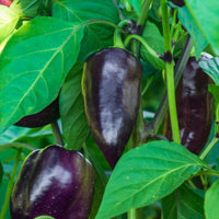 Paprika 'Bellania' - Capsicum anuum bellania - Moestuin