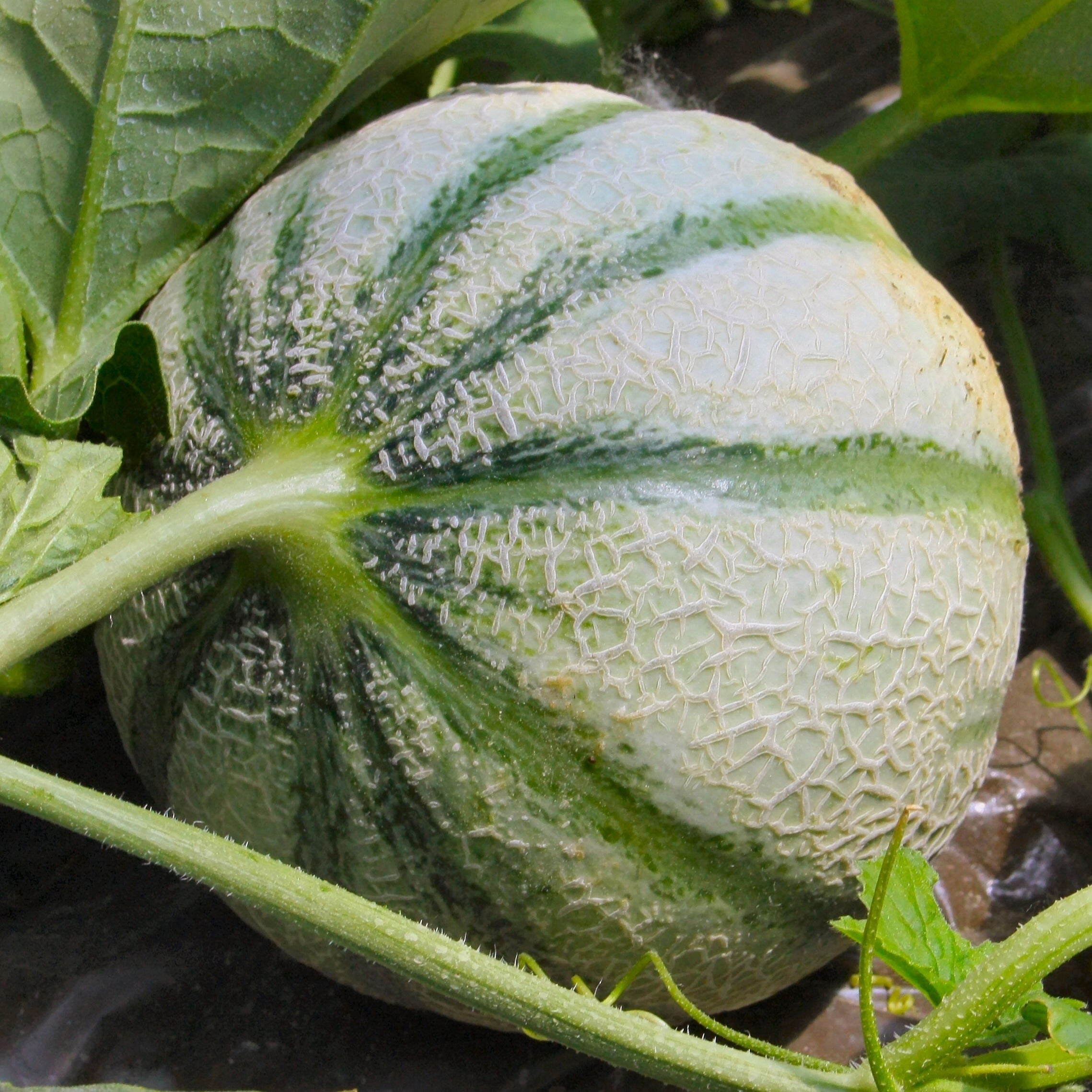 Cantaloupe meloen 'Cezanne F1' - Cucumis melo cezanne f1 | Bakker.com