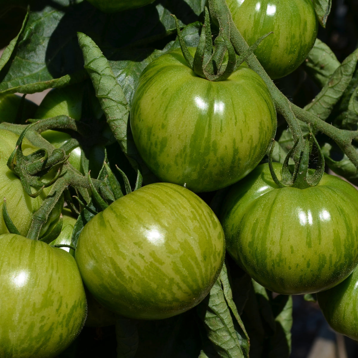 Tomaatplanten 'Green Zebra' - Solanum lycopersicum green zebra - Bakker