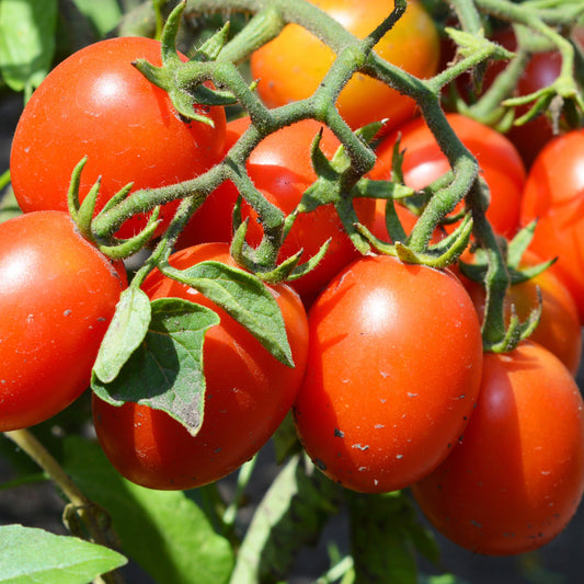 Roma tomaat 'Olivette Roma' - Solanum lycopersicum olivette roma - Moestuin