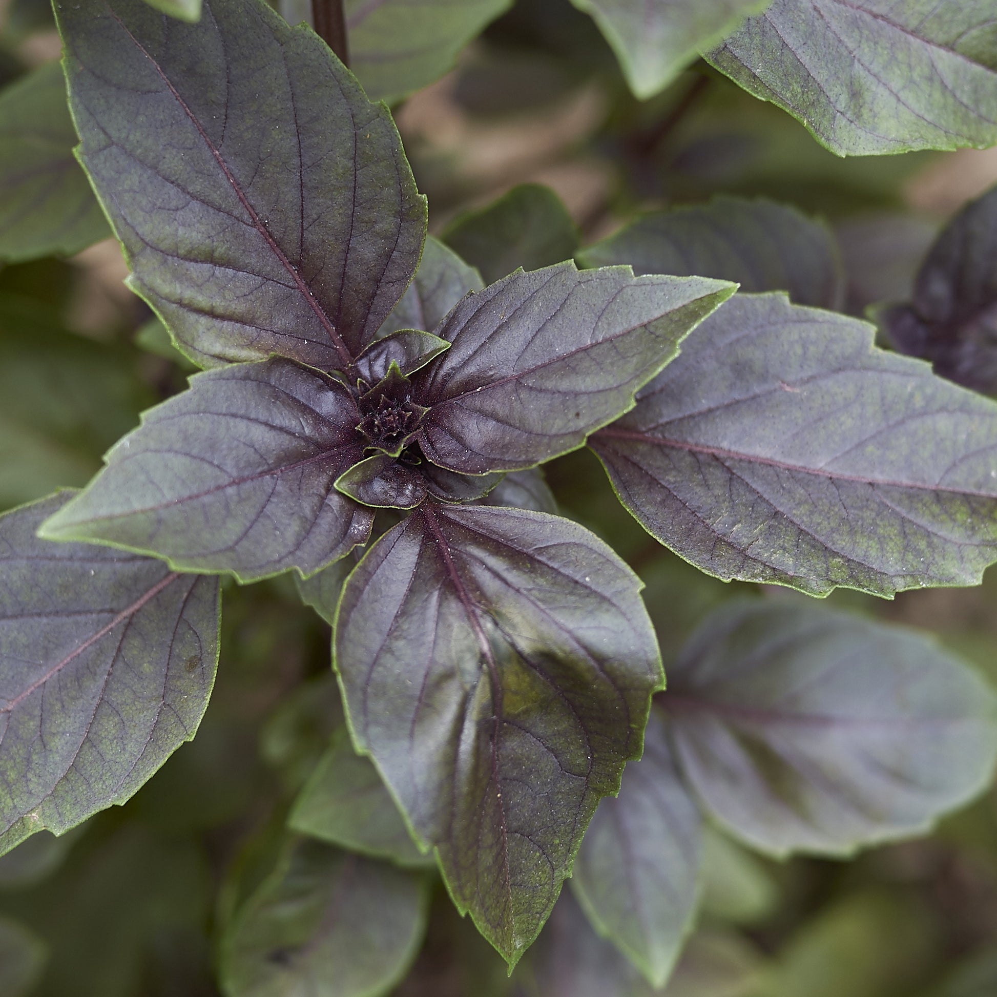 Rode basilicum - Ocimum basilicum purpurascens - Moestuin