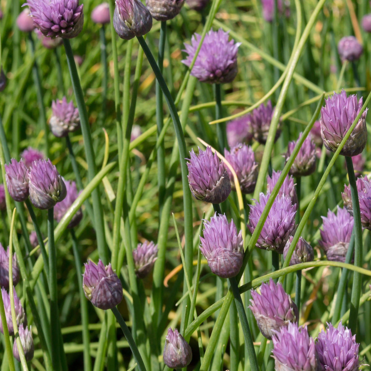 Allium schoenoprasum - Bieslook - Kruidenplanten