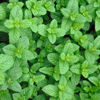 Marokkaanse munt - Mentha spicata nana - Moestuin