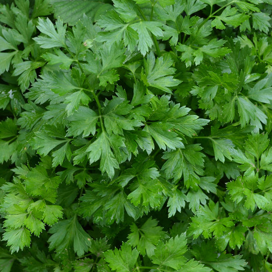 Gewone peterselie - Bakker