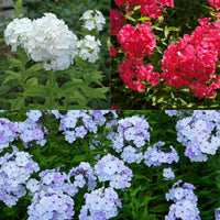 Vlambloem - rood + wit + blauw (x3) - Phlox paniculata - Tuinplanten