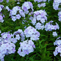 Vlambloem - rood + wit + blauw (x3) - Phlox paniculata - Heesters en vaste planten