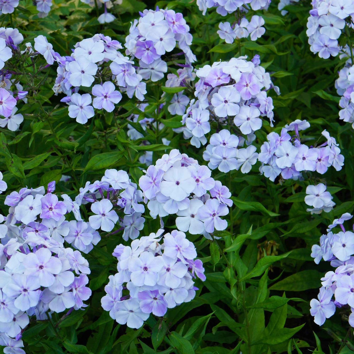 Vlambloem - rood + wit + blauw (x3) - Phlox paniculata - Bakker