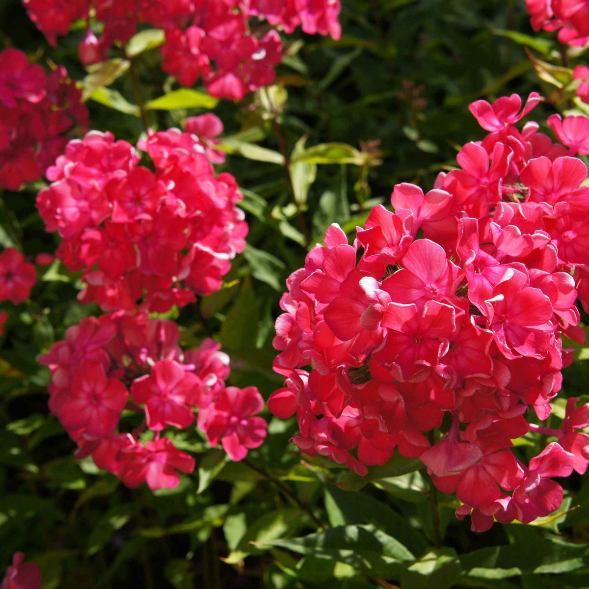 Phlox paniculata - Vlambloem - rood + wit + blauw (x3) - Phlox