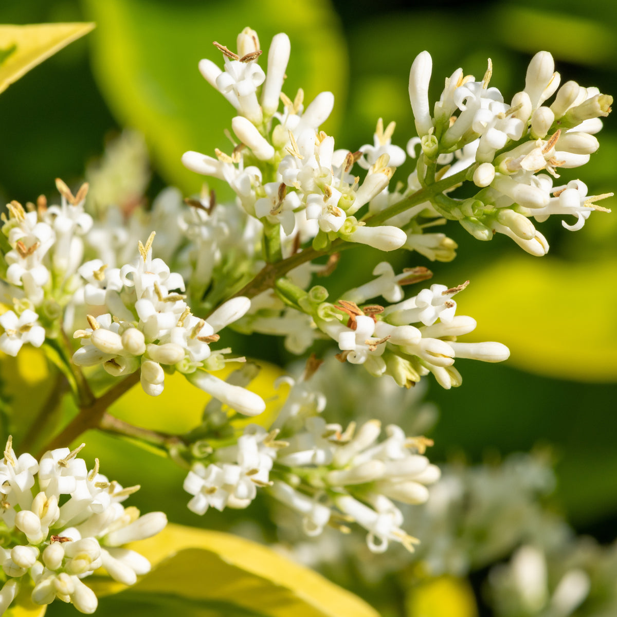 Ligustrum ovalifolium Aureum - Bonte liguster - Haagheesters