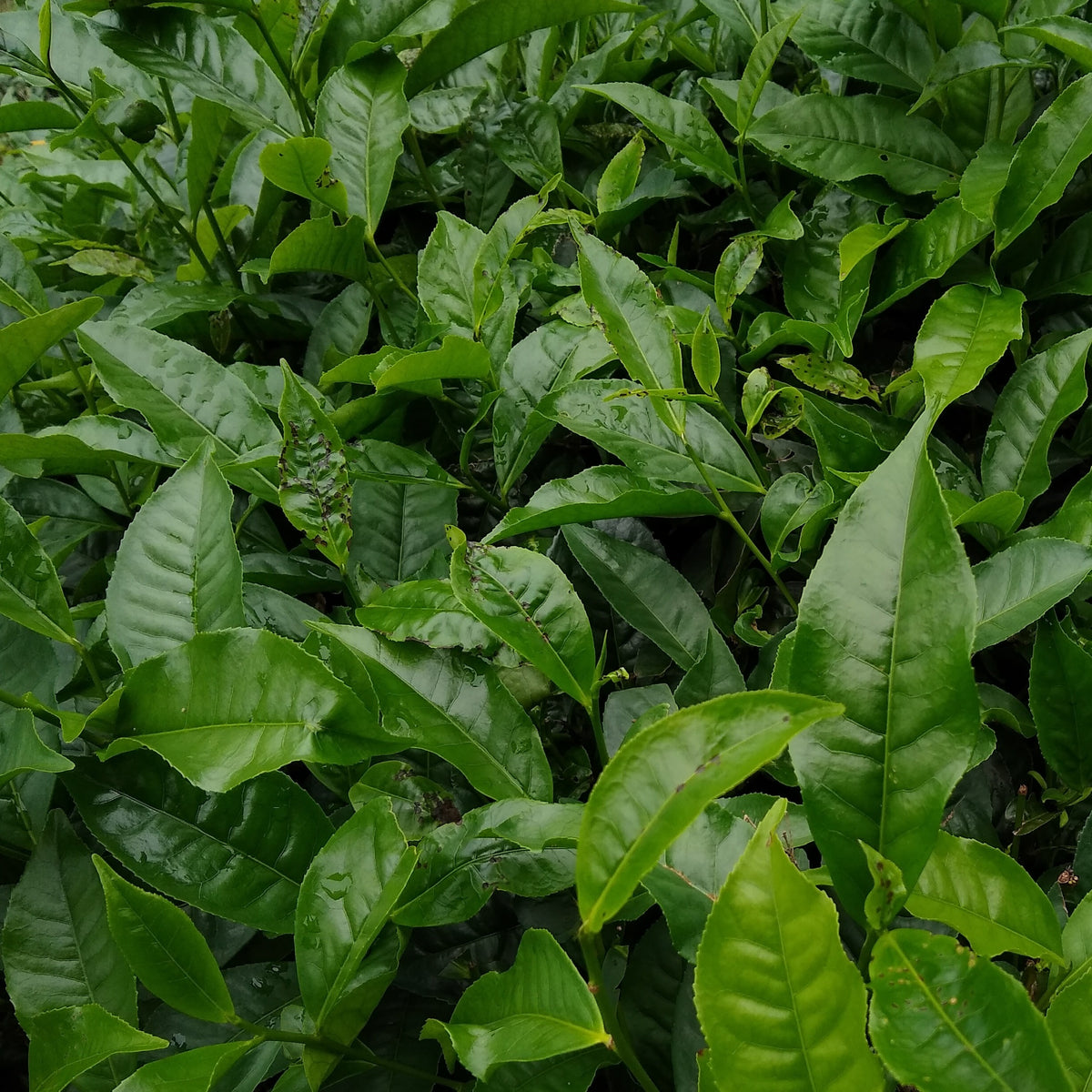 Theeplant - Camellia sinensis - Bakker