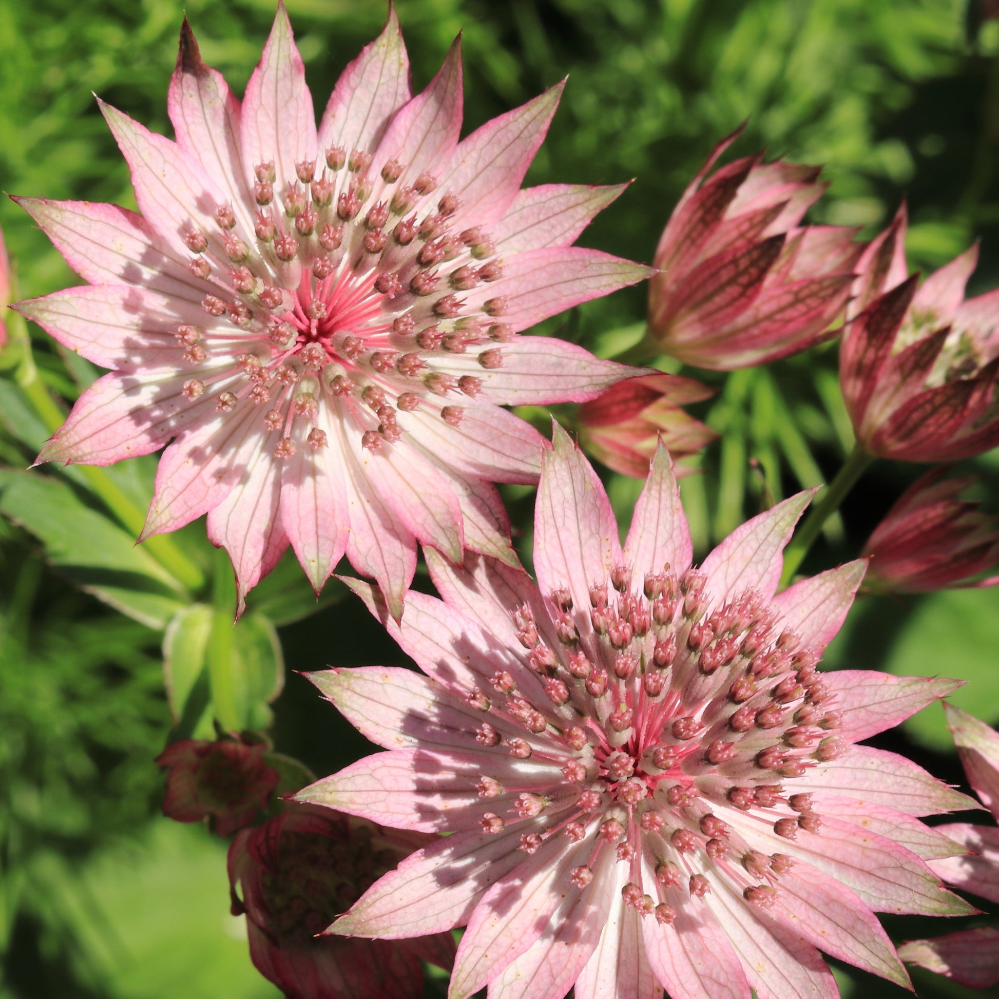 Zeeuwsknoopje (x3) - Astrantia major rosea - Tuinplanten