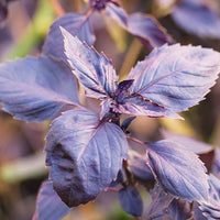 Basilicum 'Dark Opal' - BIO - Ocimum basilicum dark opal - Biologische kruiden