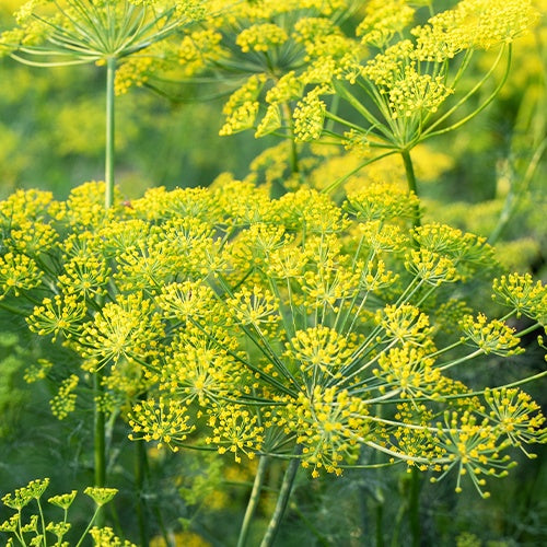 Dille - BIO - Anethum graveolens - Bakker