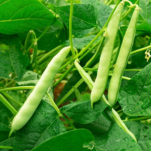 Sperzieboon 'Speedy' - BIO - Phaseolus vulgaris speedy - Bakker