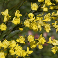 Witte, rode en gele bremhaag (x3) - Cytisus praecox allgold, albus, boskoop ruby - Bakker