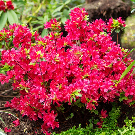 Japanse azalea - rood - Bakker
