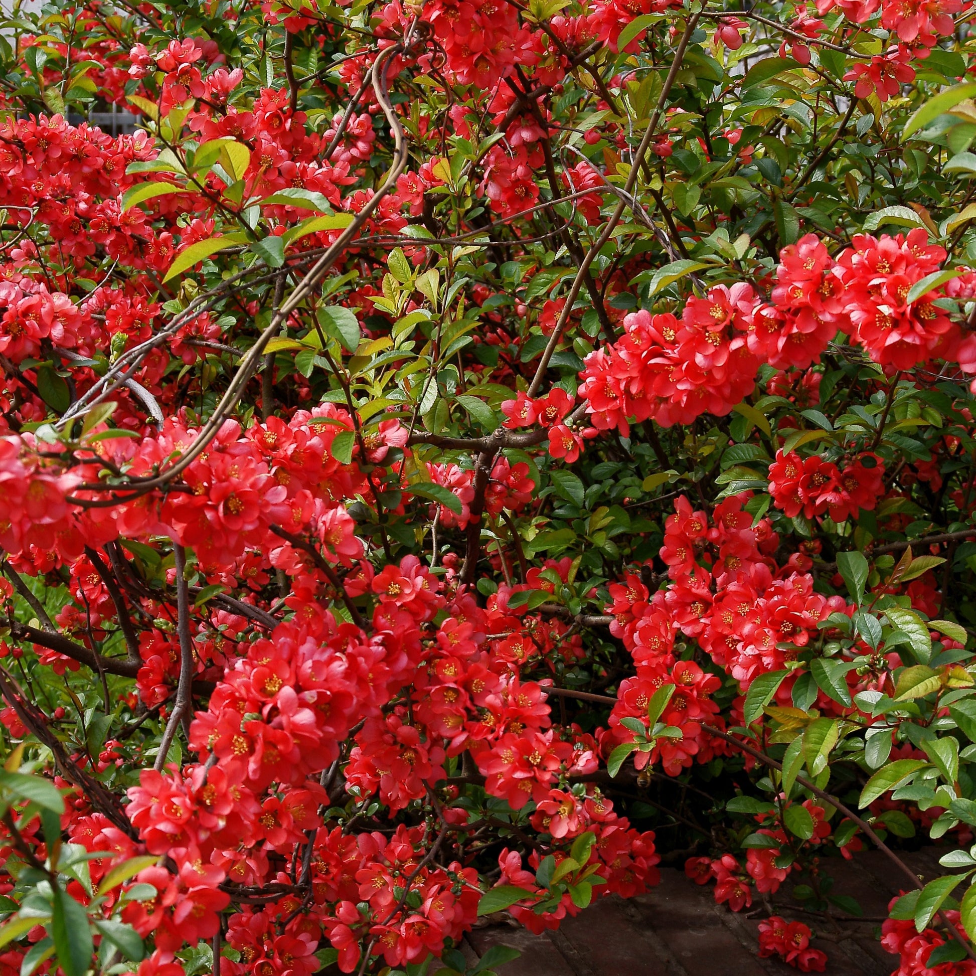 Dwergkwee - Chaenomeles japonica - Heesters en vaste planten