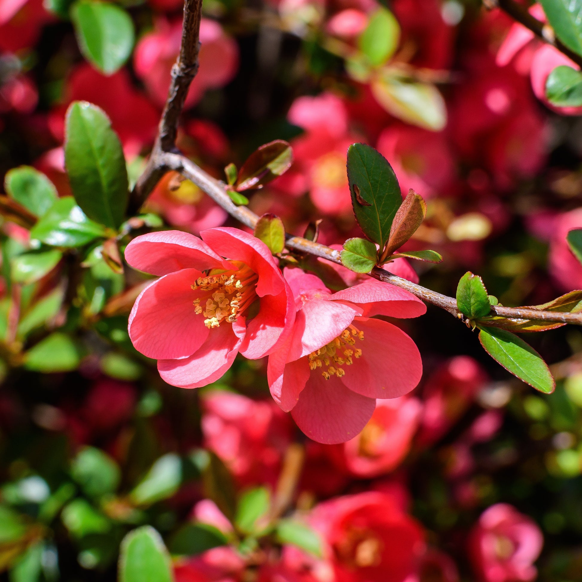 Dwergkwee - Chaenomeles japonica - Heesters