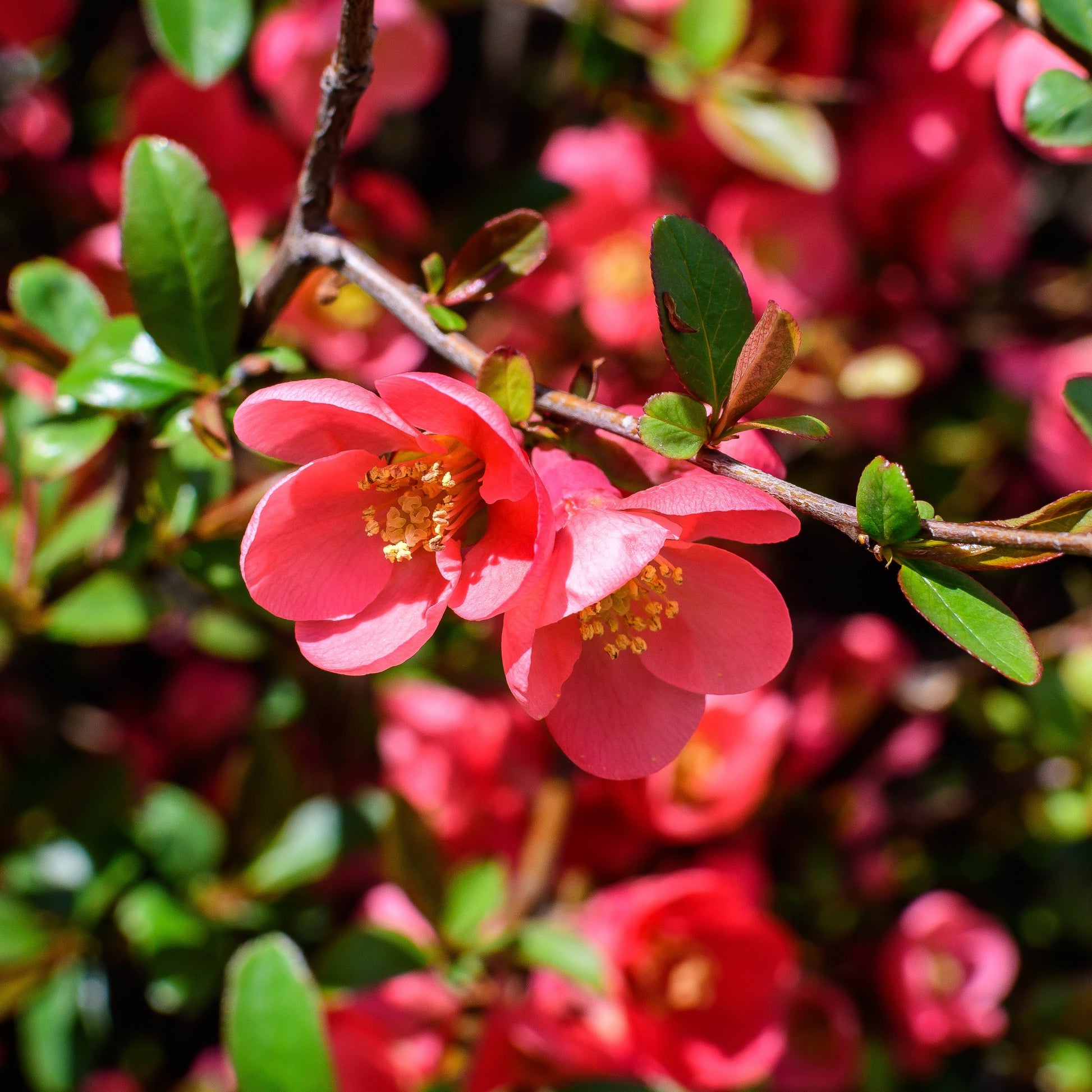 Voorjaarshagen collectie (x4) - Photinia, Forsythia, Spireae Grefsheim , Chaneomeles - Tuinplanten