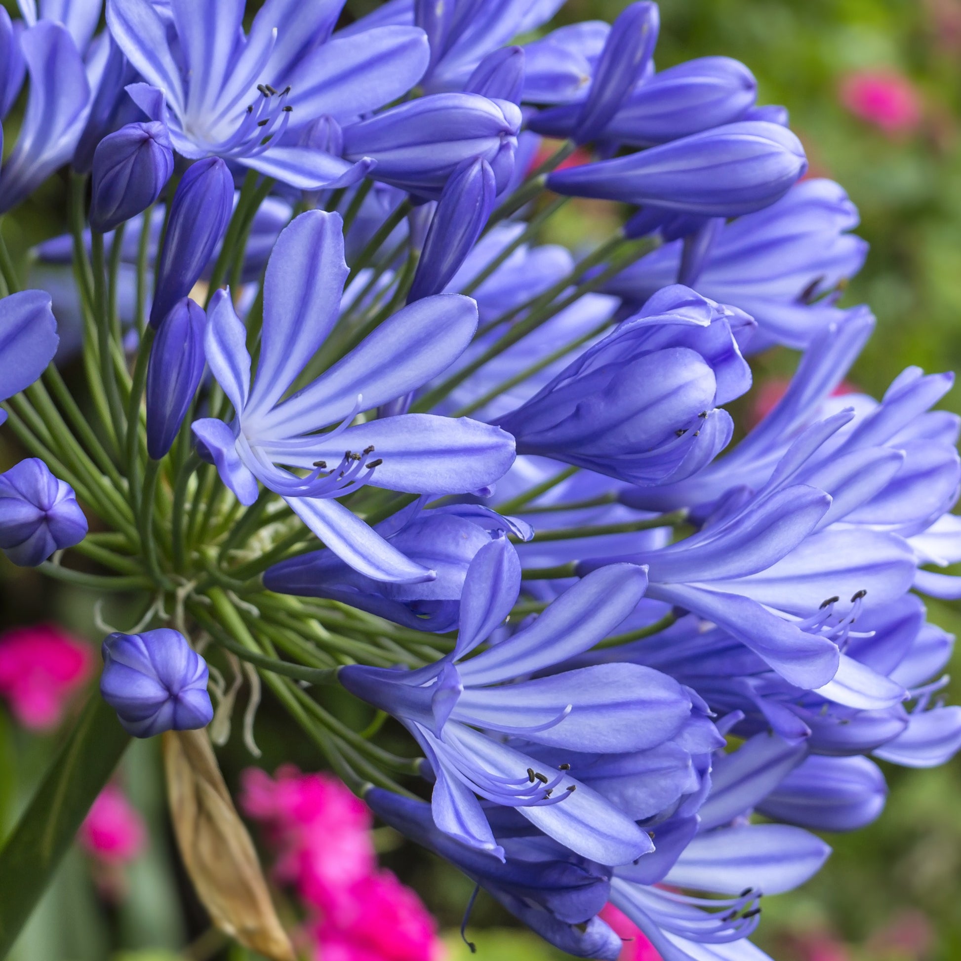 Afrikaanse lelie 'African Queen' - Agapanthus africanus - Heesters en vaste planten