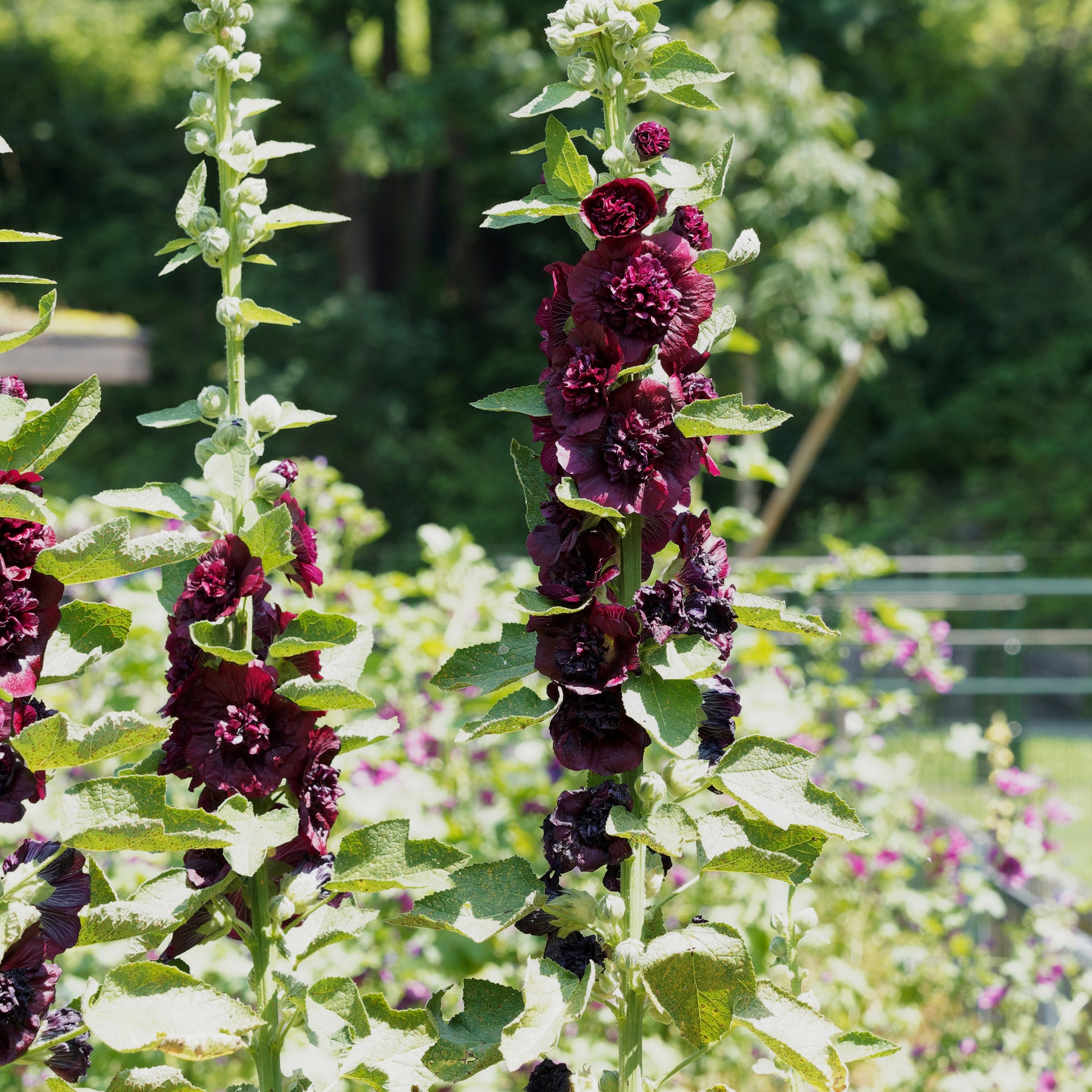 Dubbelbloemige stokroos - bruin (x3) - Alcea rosea chaters double group chesnut-brown - Heesters en vaste planten